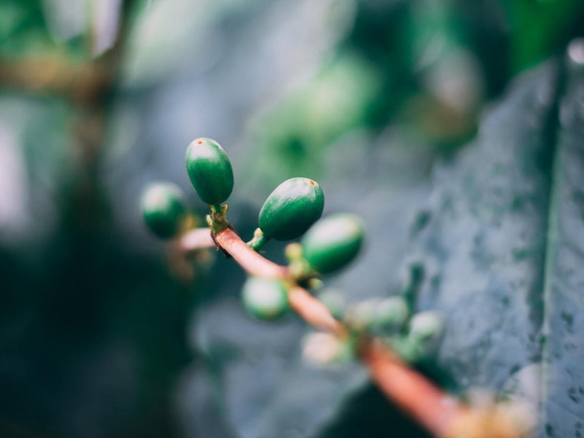 Why is Coffee Extract an Amazing Ingredient in Skincare? GABI+SKIN™